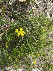 Hibbertia hypericoides