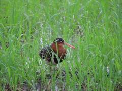 Rostratula benghalensis