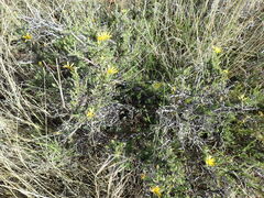 Osteospermum leptolobum