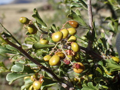 Searsia burchellii