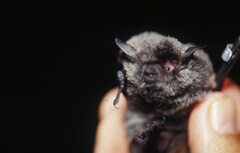 Myotis macrodactylus