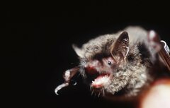 Myotis ikonnikovi