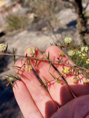 Acacia asparagoides