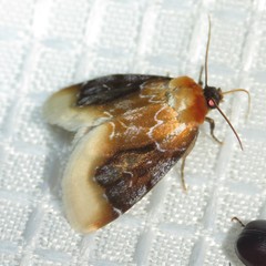 Chrysoecia scira