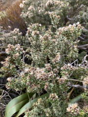 Olearia nummulariifolia
