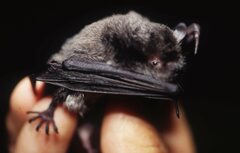 Myotis ikonnikovi