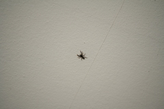 Pseudeuophrys lanigera