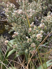Olearia nummulariifolia