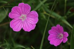 Geranium sanguineum
