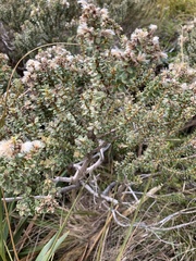Olearia nummulariifolia