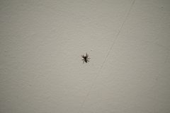 Pseudeuophrys lanigera