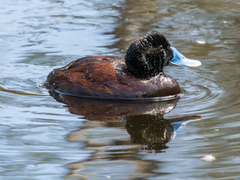 Oxyura australis