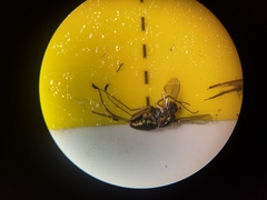 Dolichopus popularis