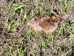 Rattus rattus