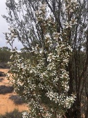 Leptospermum coriaceum