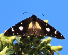 Amauris albimaculata