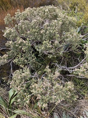 Olearia nummulariifolia