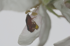 Hoplocampa