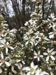 Leptospermum coriaceum
