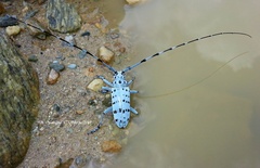 Pseudonemophas versteegii