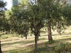 Pinus pinea