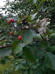 Scandosorbus intermedia