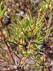Hakea pachyphylla