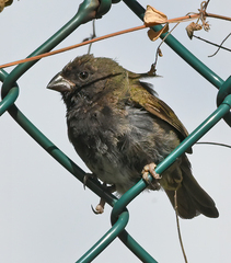 Melanospiza bicolor
