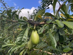 Crescentia cujete