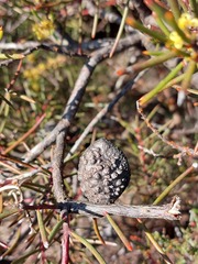 Hakea pachyphylla