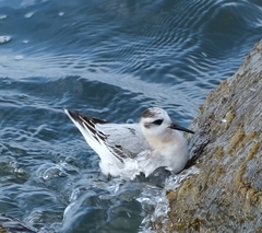 Phalaropus fulicarius