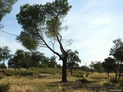 Pinus pinea