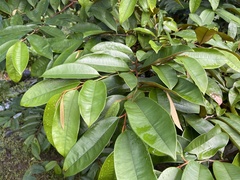 Crescentia cujete
