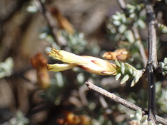 Pteronia glauca