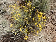 Lasiosiphon polycephalus