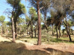 Pinus pinea