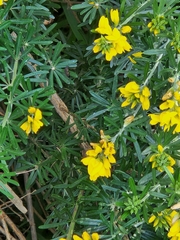 Genista linifolia