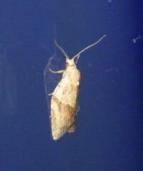 Epiphyas postvittana