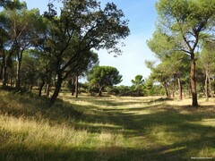 Pinus pinea