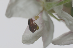 Hoplocampa