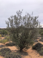 Leptospermum coriaceum