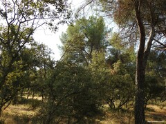 Pinus pinea