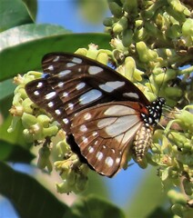 Graphium leonidas