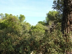 Pinus pinea