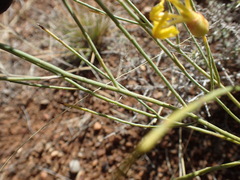 Lasiosiphon polycephalus