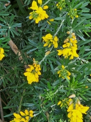 Genista linifolia
