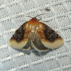 Chrysoecia scira