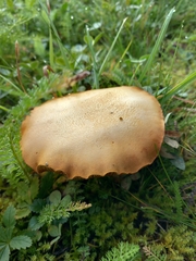 Suillus variegatus