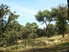 Pinus pinea