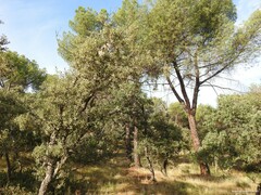 Pinus pinea